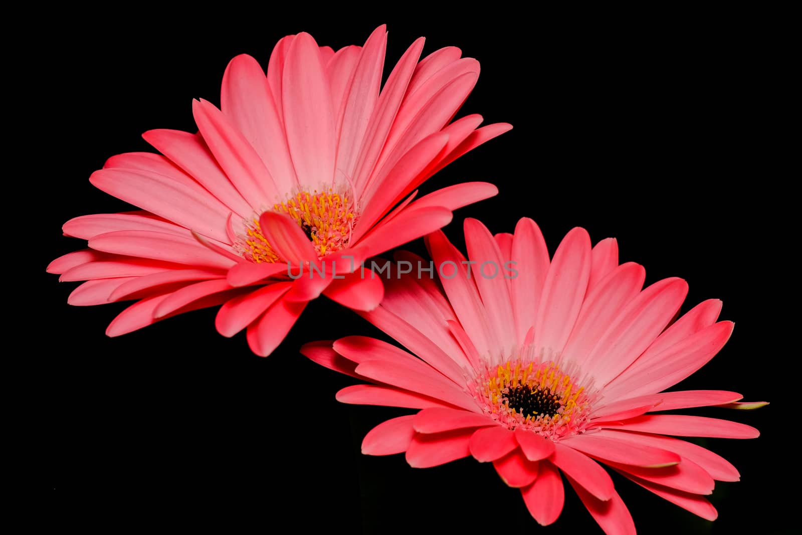 Two pink daisy flowers shot with flash in studio environment with black background.