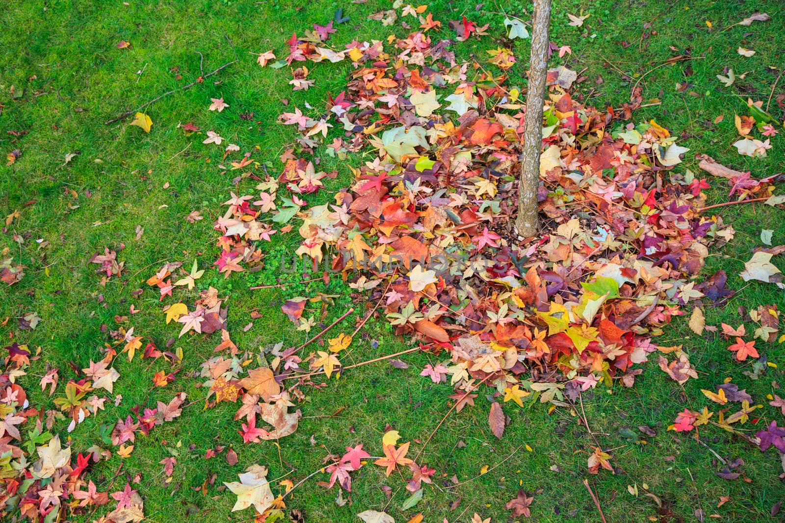 Multiple brown, yellow, green and various colorful fallen maple leaves on the ground, seen in autumn.