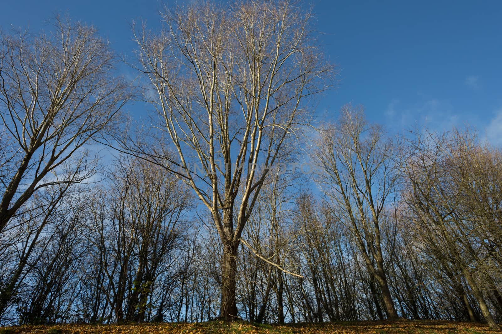 Leafless trees and blue sky in a sunny autumn morning