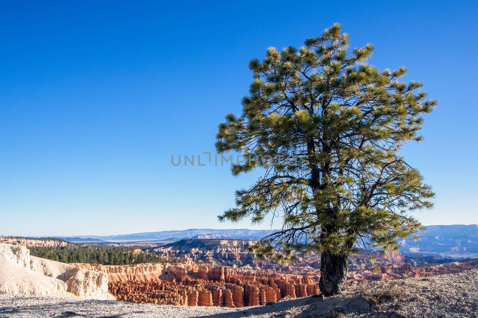 Pine Tree on the Rim of Bryce Canyon by phil_bird