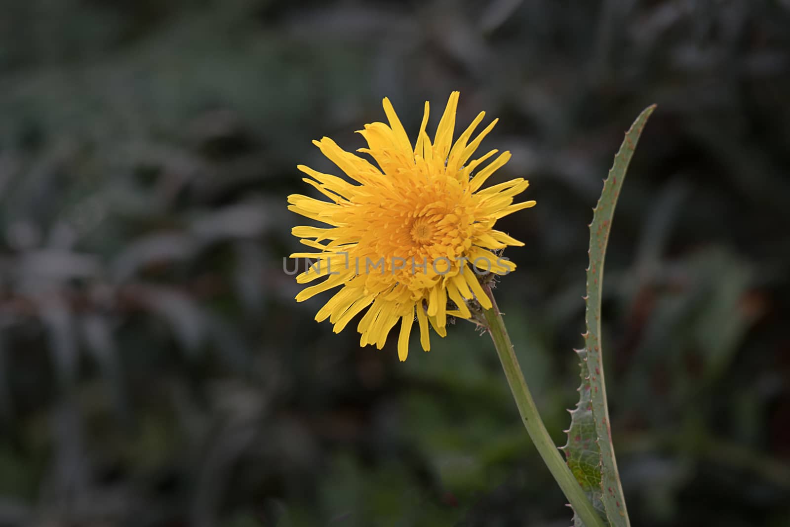 A single yellow flower head of a cats ear false dandelion against a dark green natural background