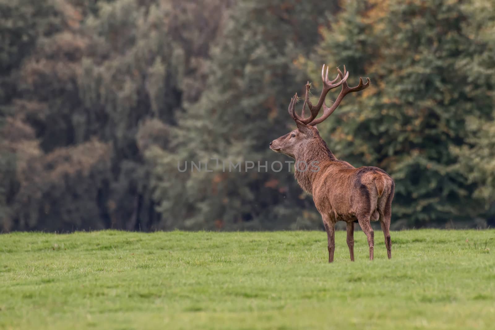 A red deer stag standing proud at a slight angle facing left  on grass land with trees as a background with copy space
