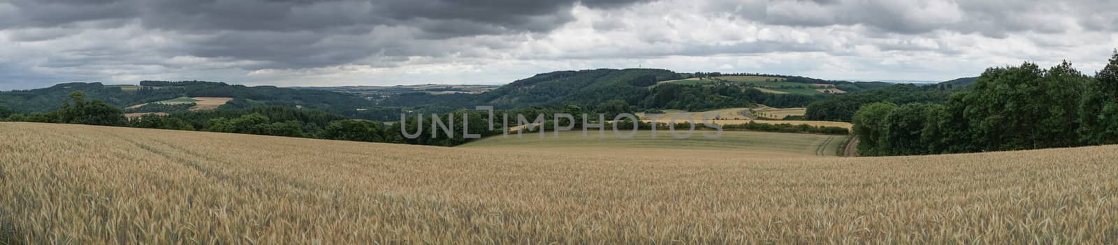 Corn field, Landscape of Eifel, Germany by alfotokunst