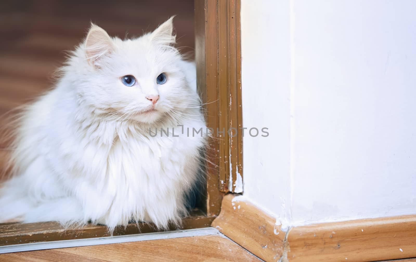 Fluffy white cat sitting on a floor by Novic