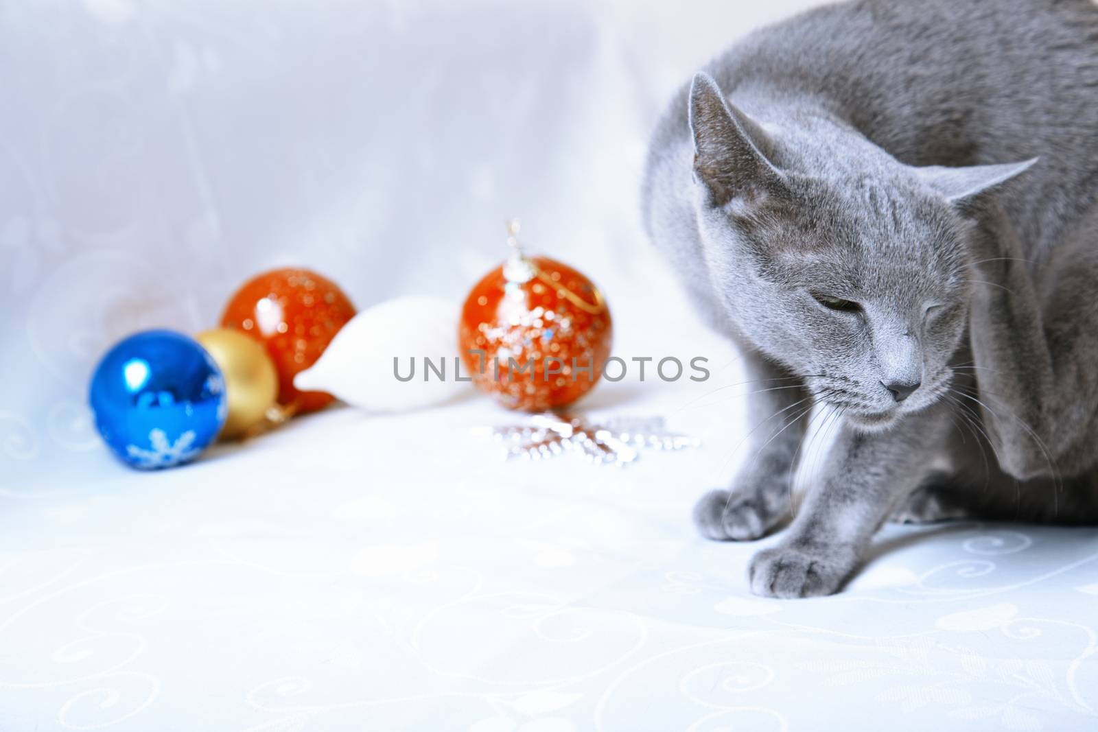 Christmas time for cat by Novic