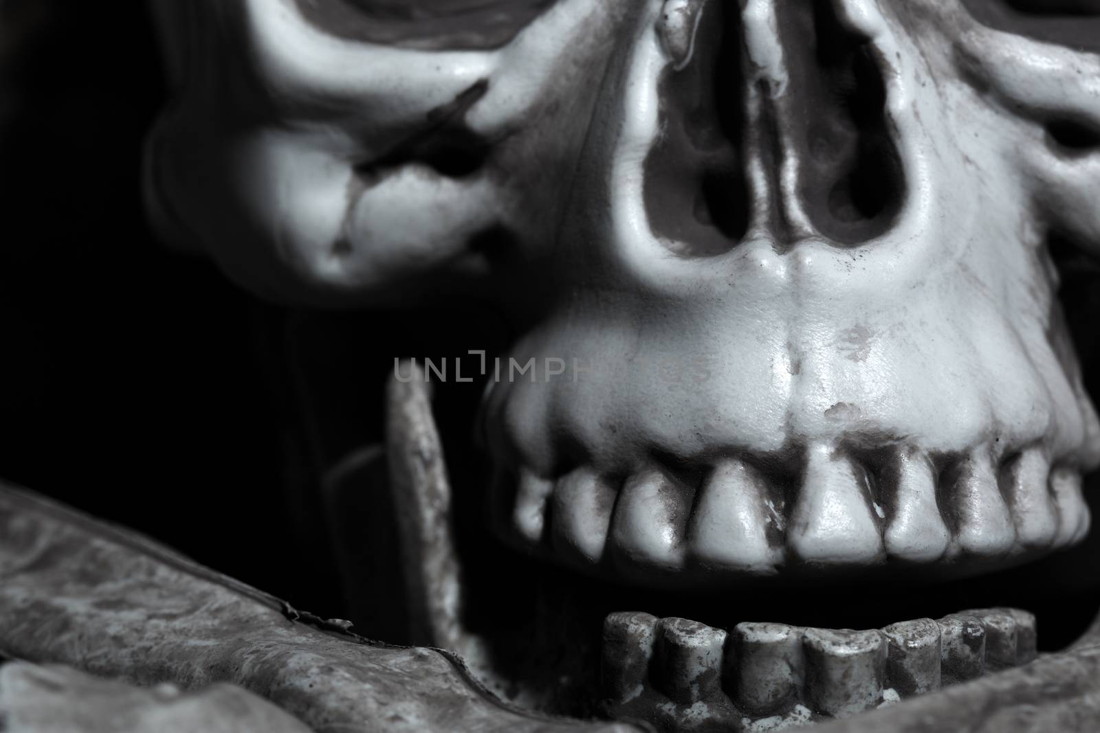 Close-up view of the human skull by Novic
