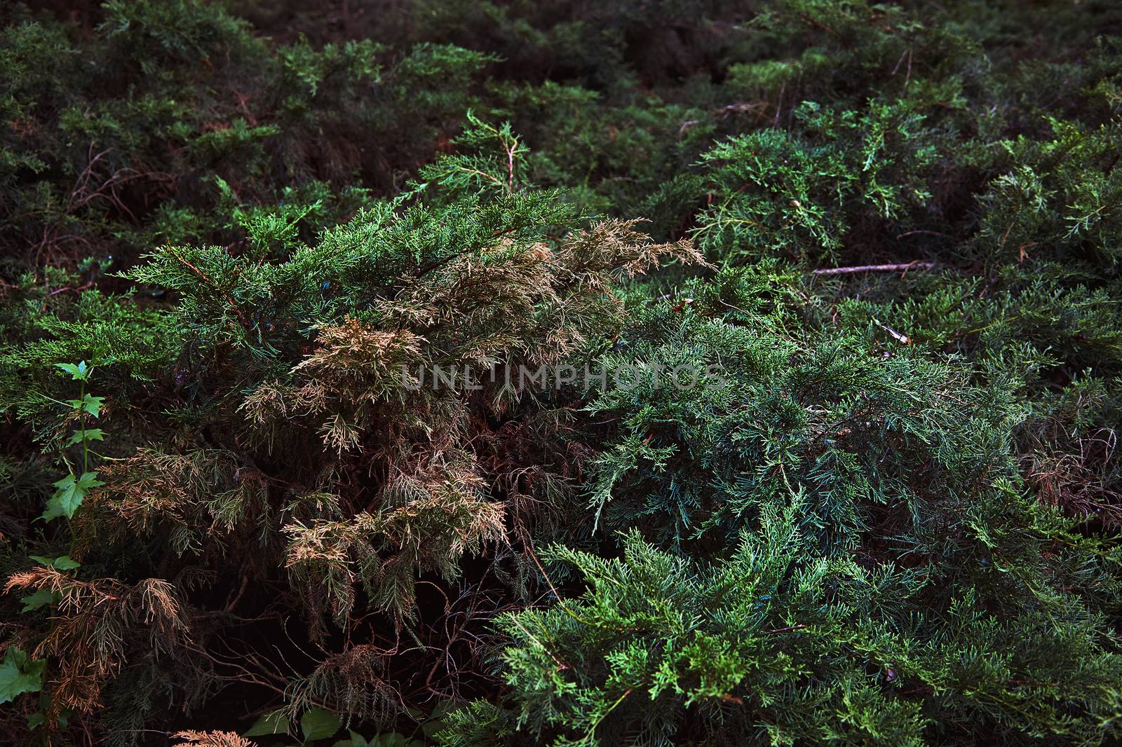 Fir needles in wild forest by Novic