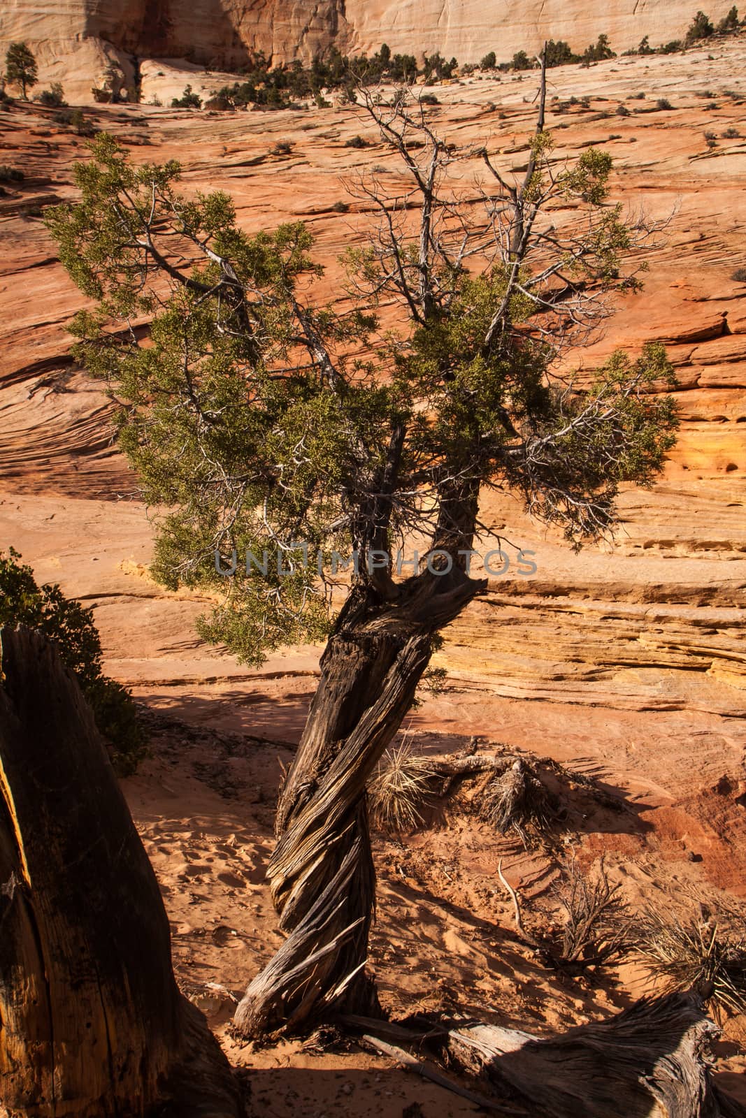 Utah Juniper on Zion Park Boulevard, Zion National Park. Utah.