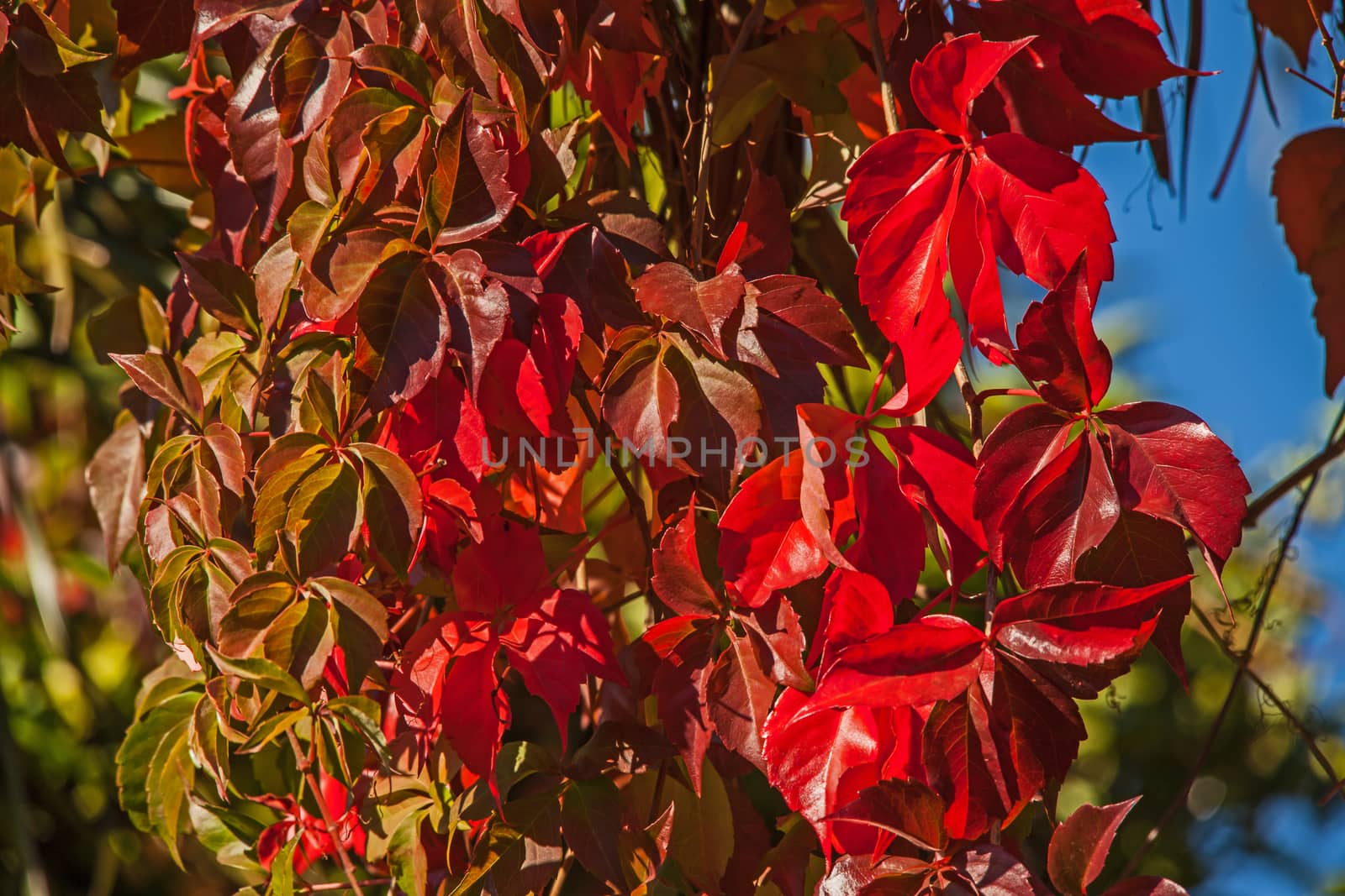 Red autumn leaves of the Virginia Creeper (Parthenocissus quinquefolia)