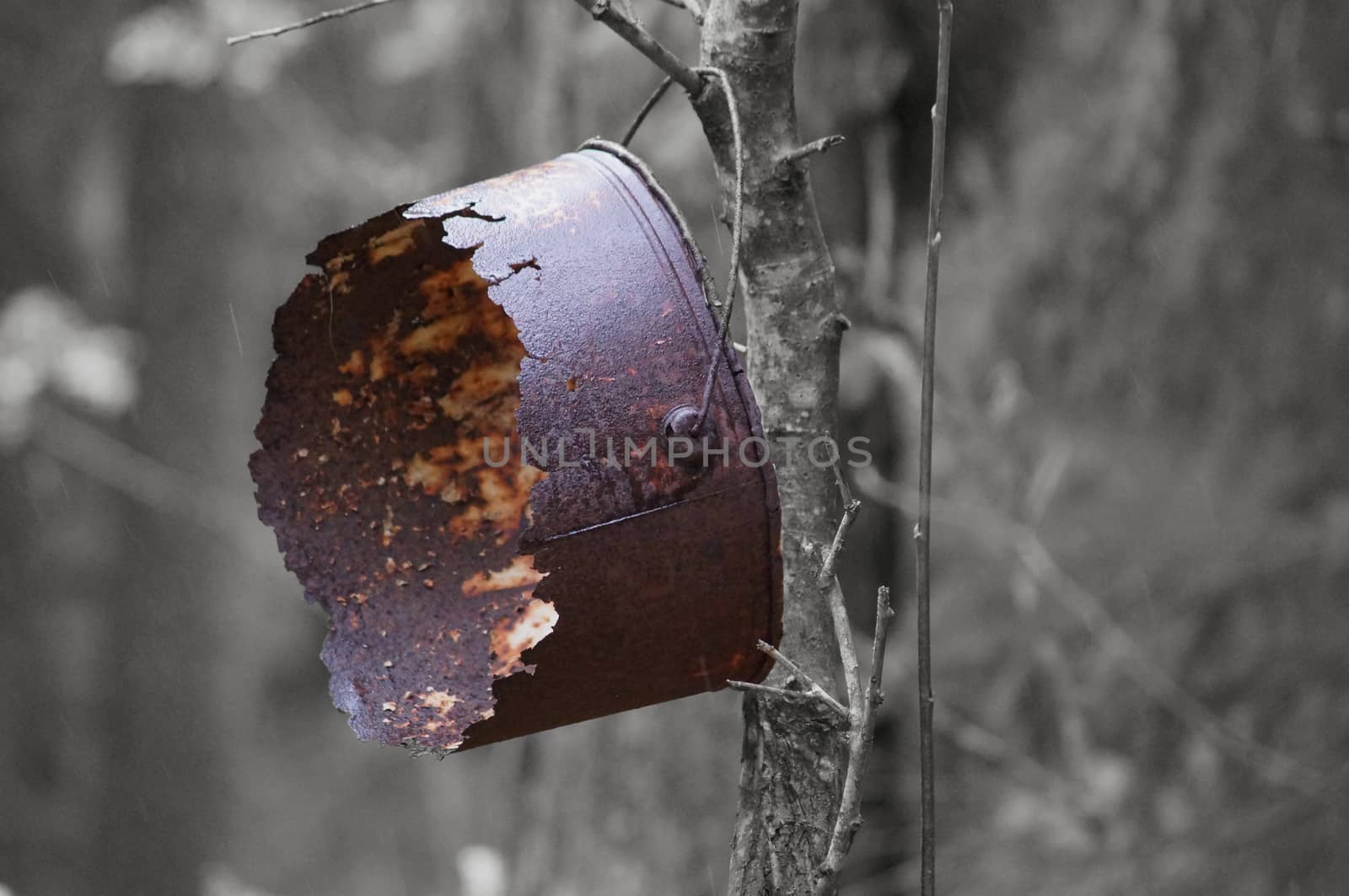 Rusty bucket hanging in tree