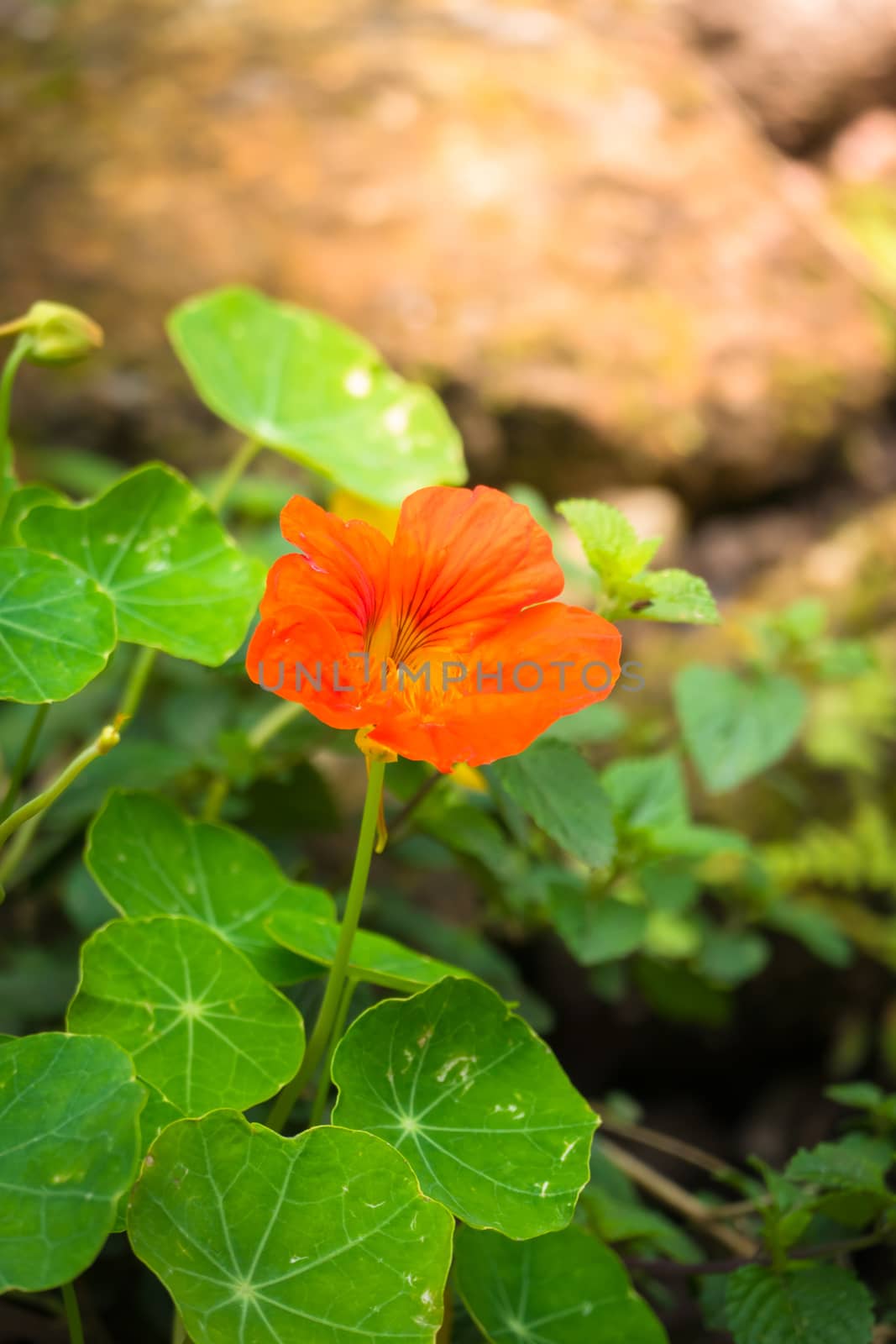 The background image of the colorful flowers by teerawit