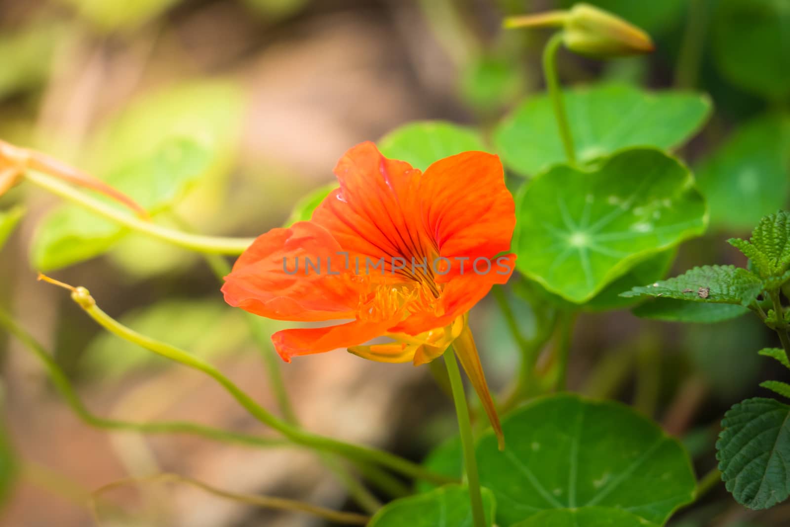 The background image of the colorful flowers by teerawit