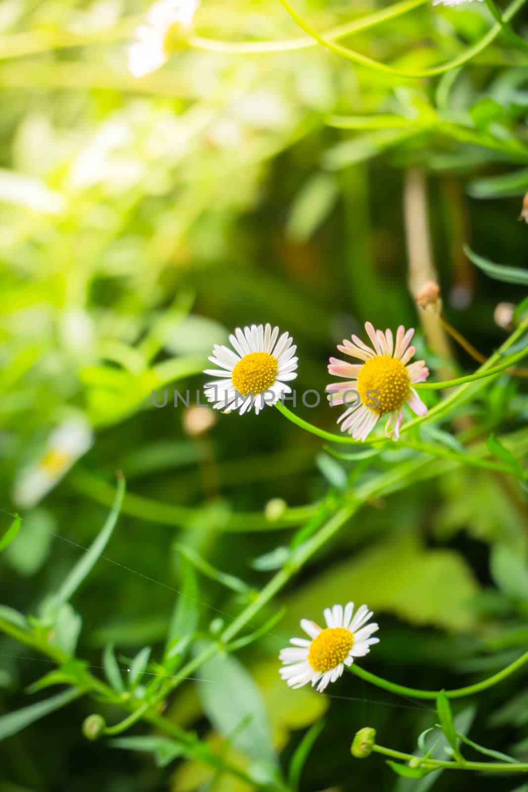 The background image of the colorful flowers by teerawit