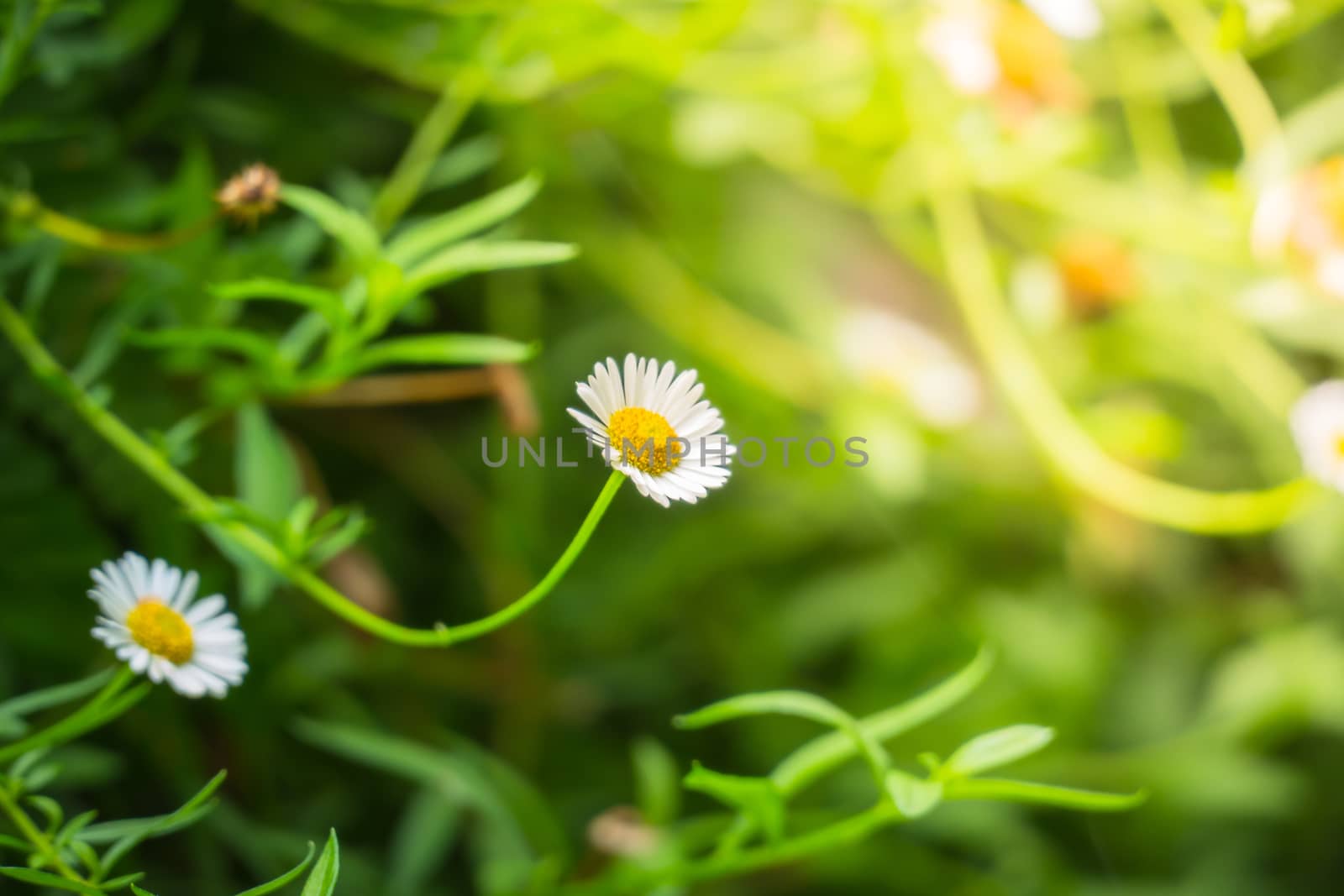 The background image of the colorful flowers by teerawit