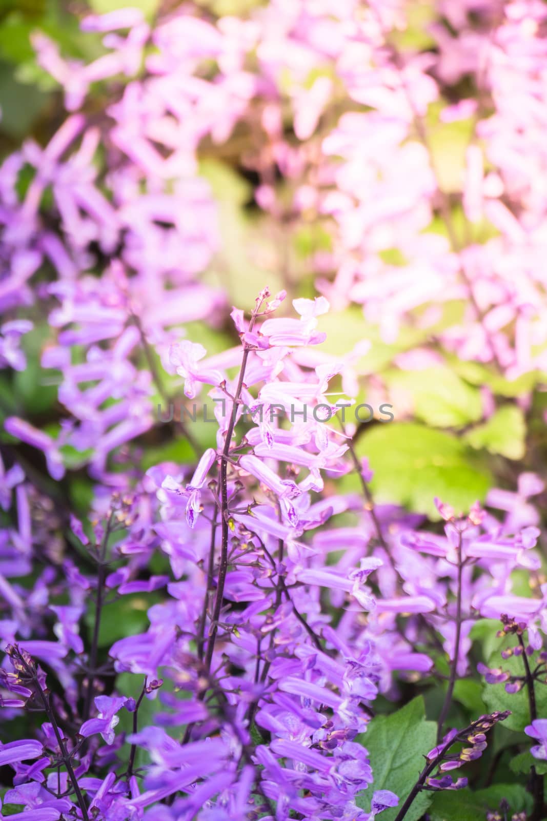 The background image of the colorful flowers by teerawit