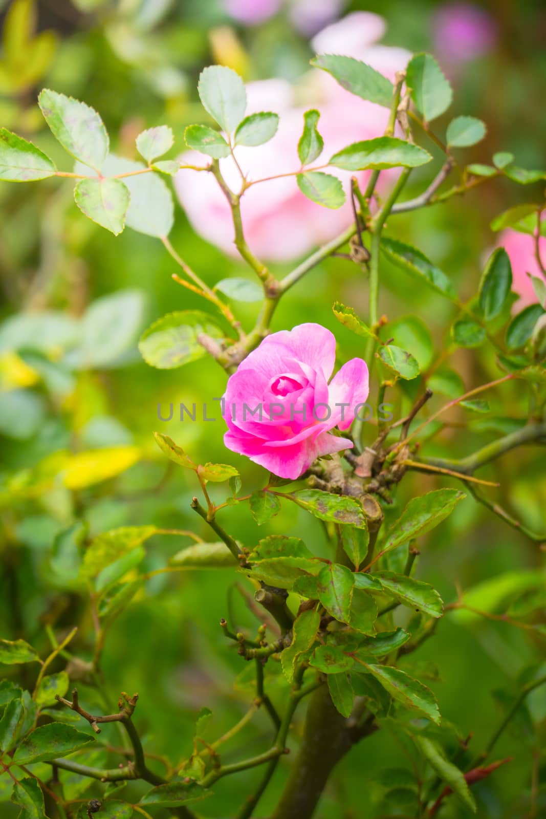 Roses in the garden, Roses are beautiful with a beautiful sunny day.