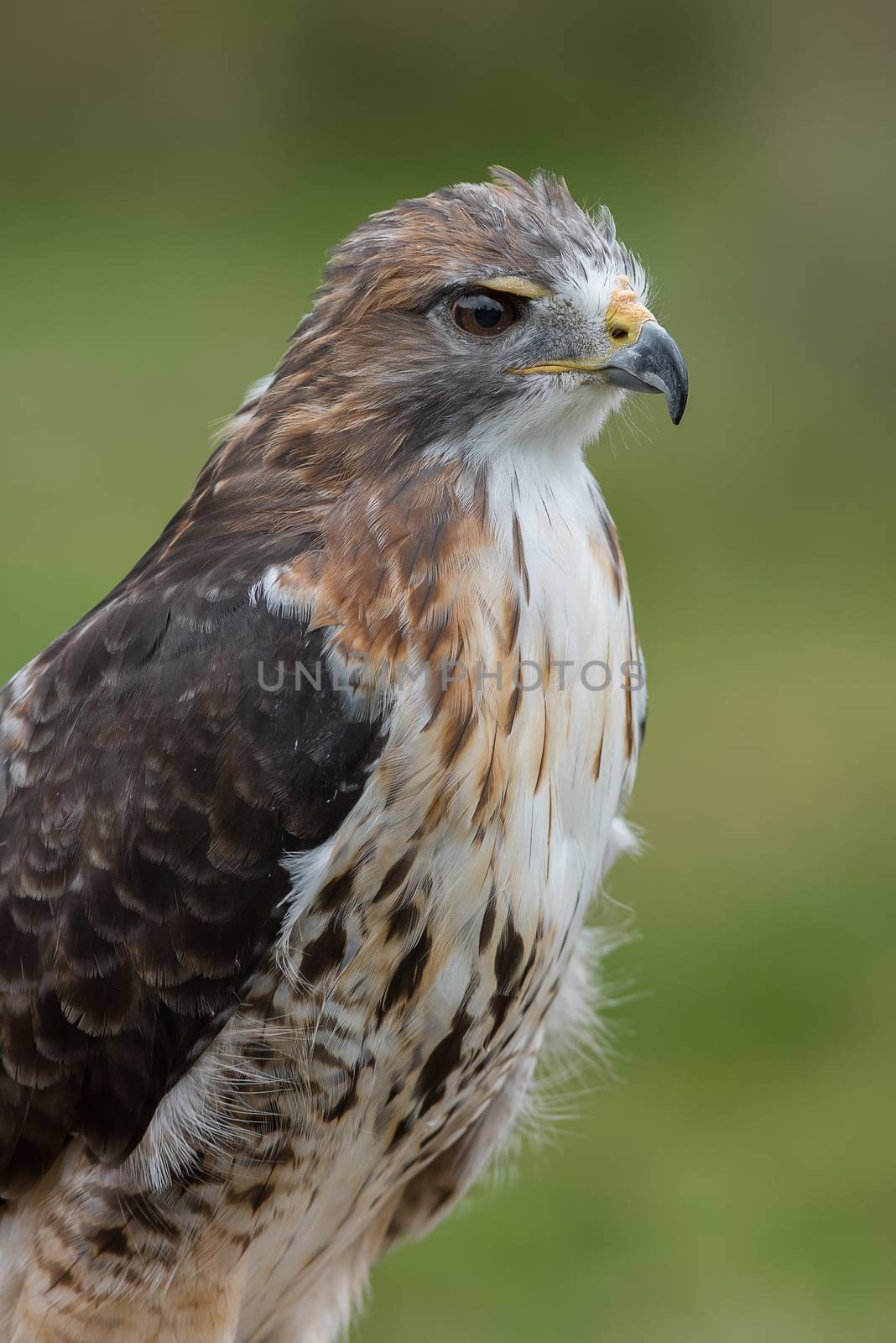 portrait od a red tailed hawk by alan_tunnicliffe