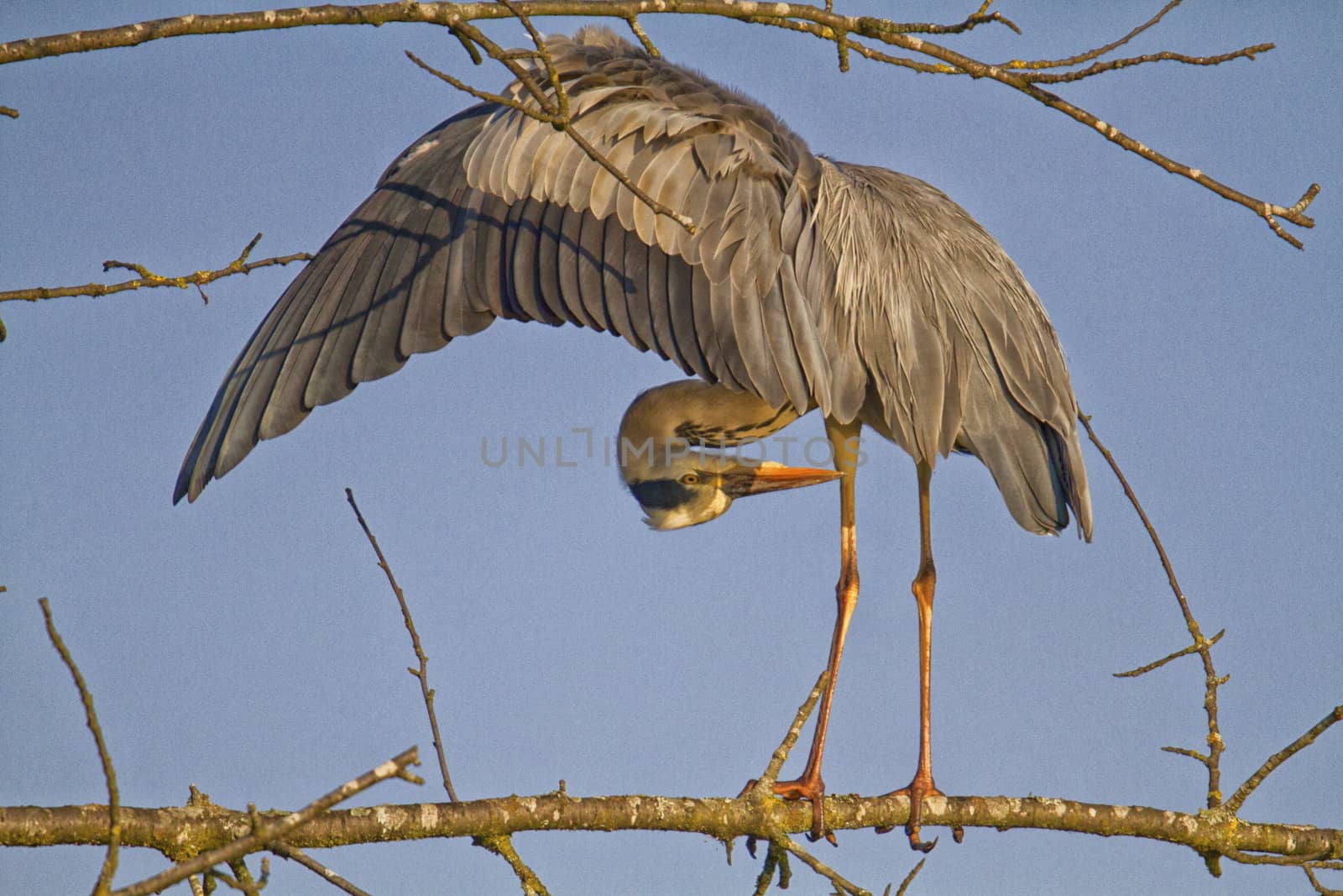 rey heron ardea cinerea in a tree by mariephotos