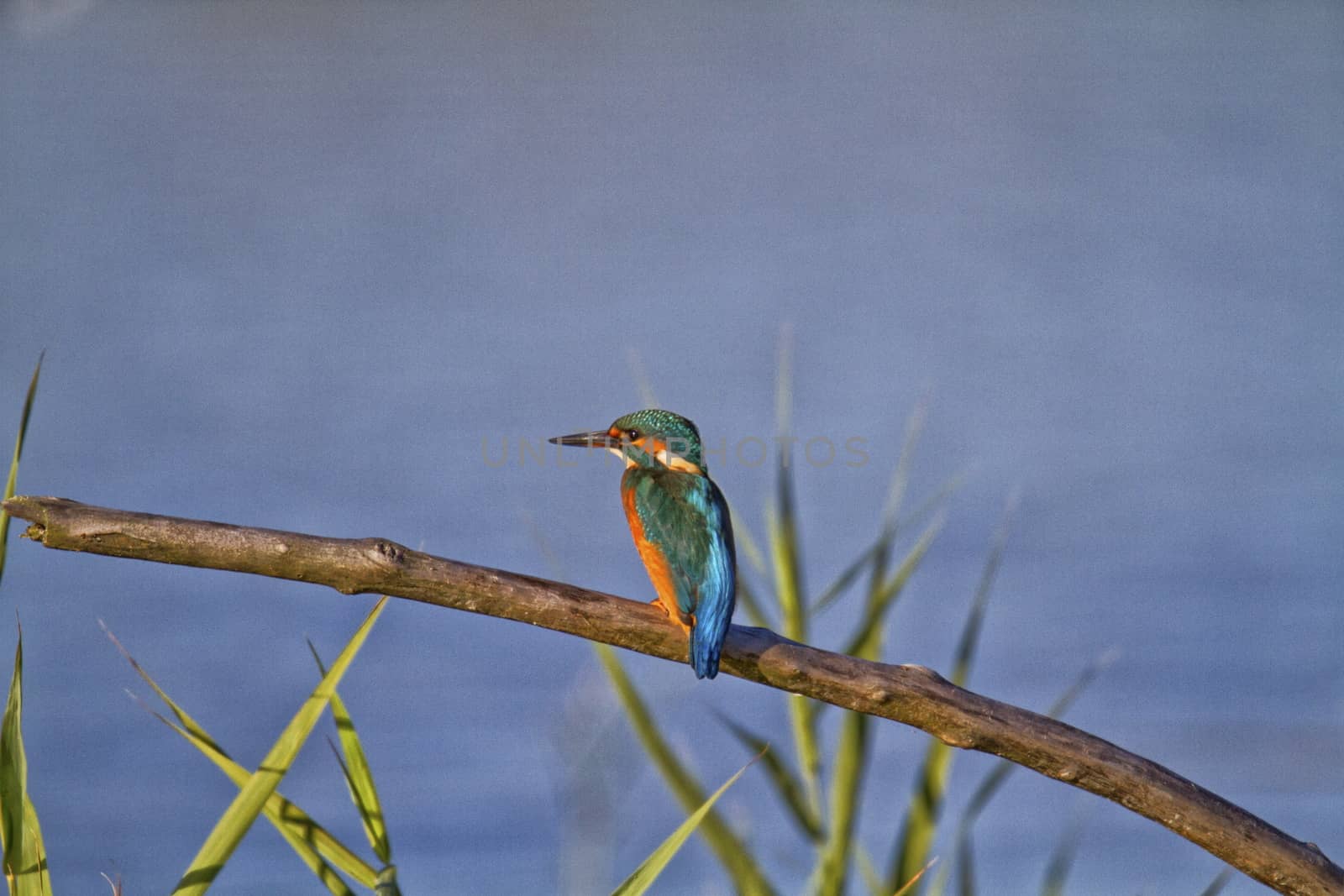 Kingfisher bird on branch in Switzerland by mariephotos