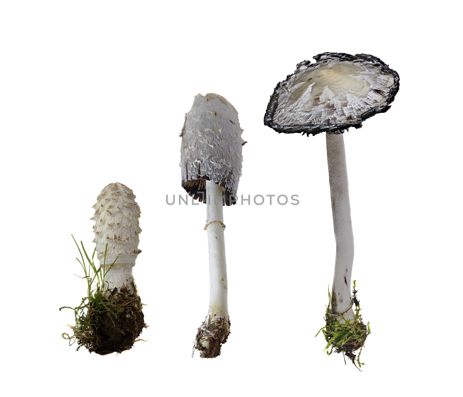 Shaggy Ink Cap on white Background  -  Coprinus comatus (O.F. Mull.) Pers., 1797 by gstalker