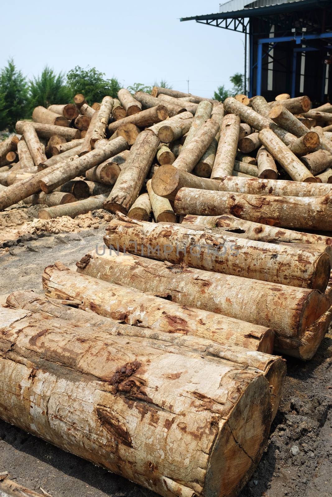 stock pile of lumber logs ready to be processed into plywood