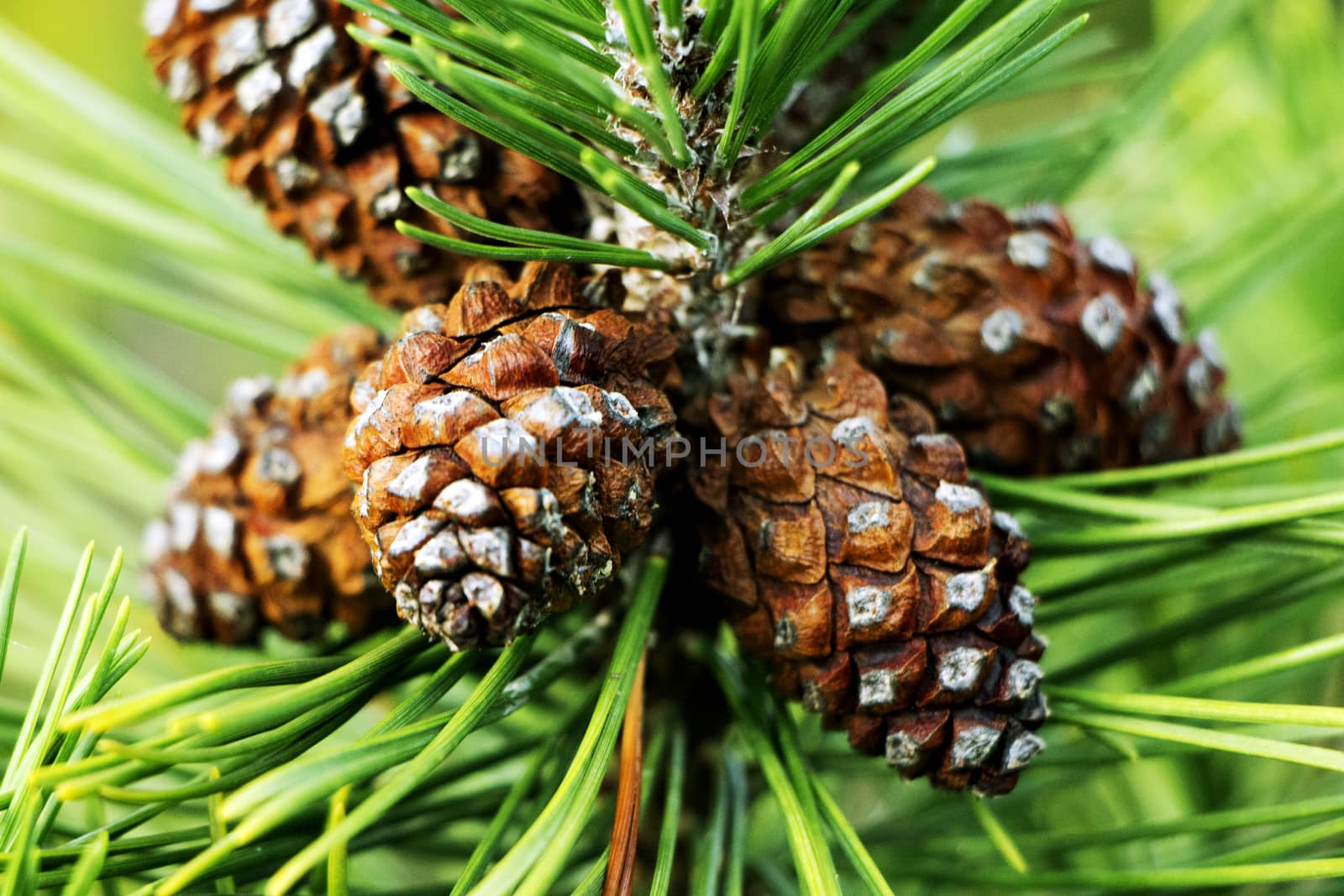 Brown pine cones on green tree in autumn.