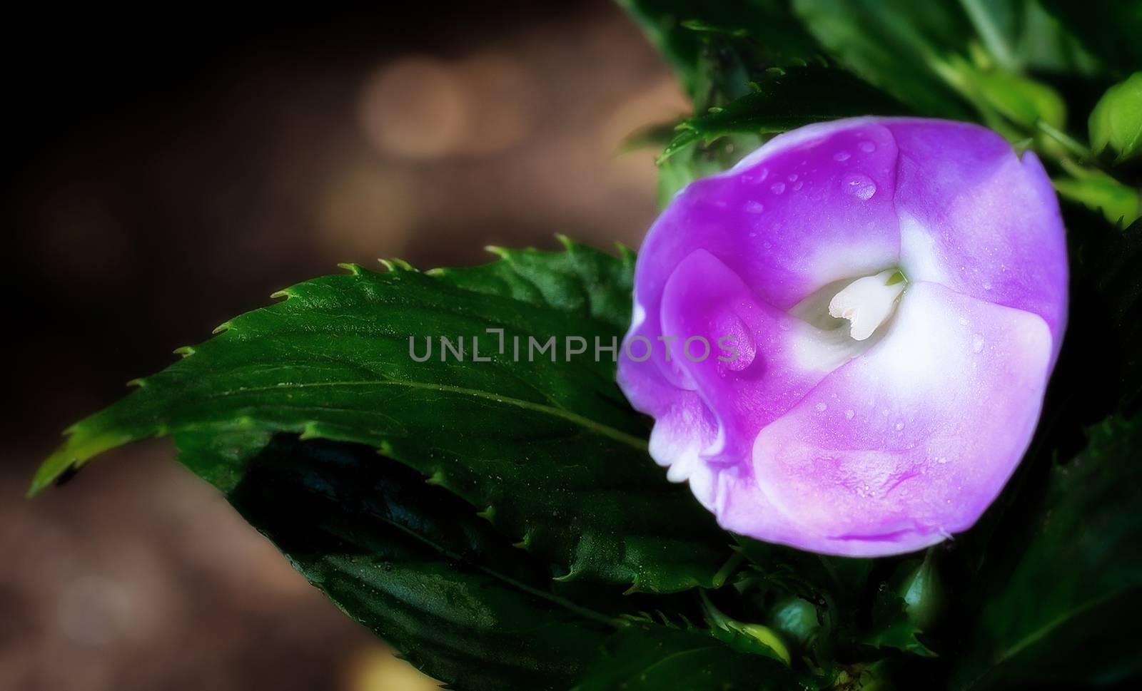 Close-up from a little magenta flower with a waterdrop by sandra_fotodesign