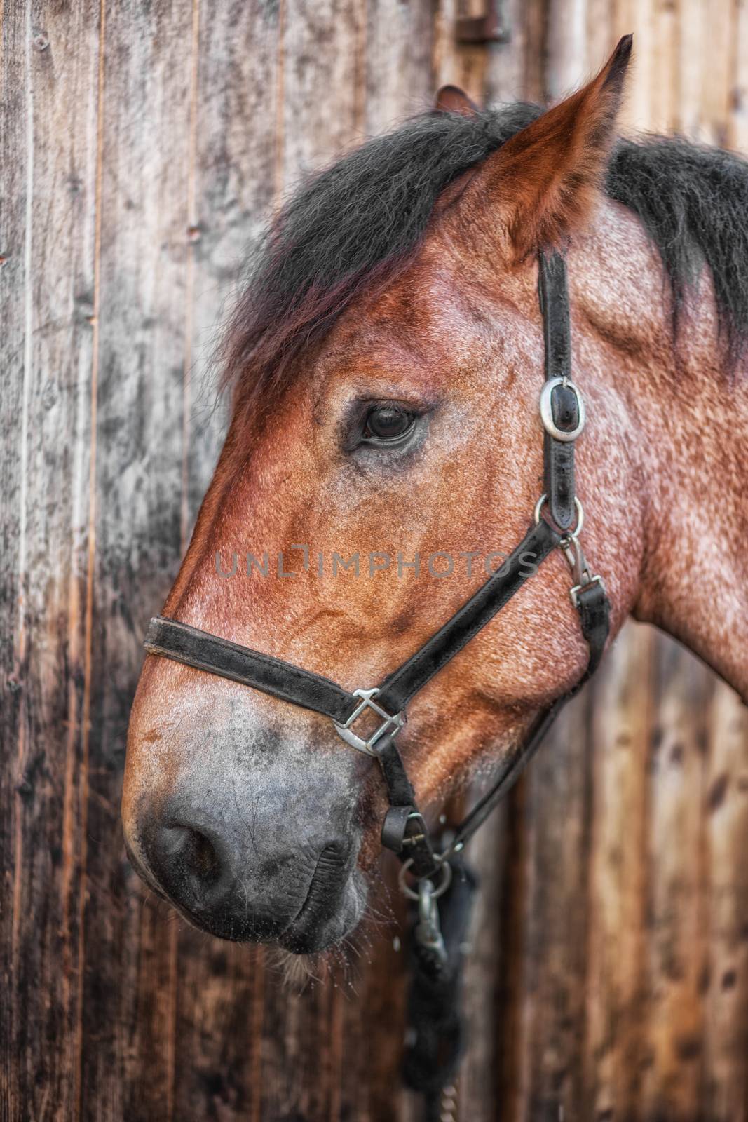 Head shot of a horse against a wooden background