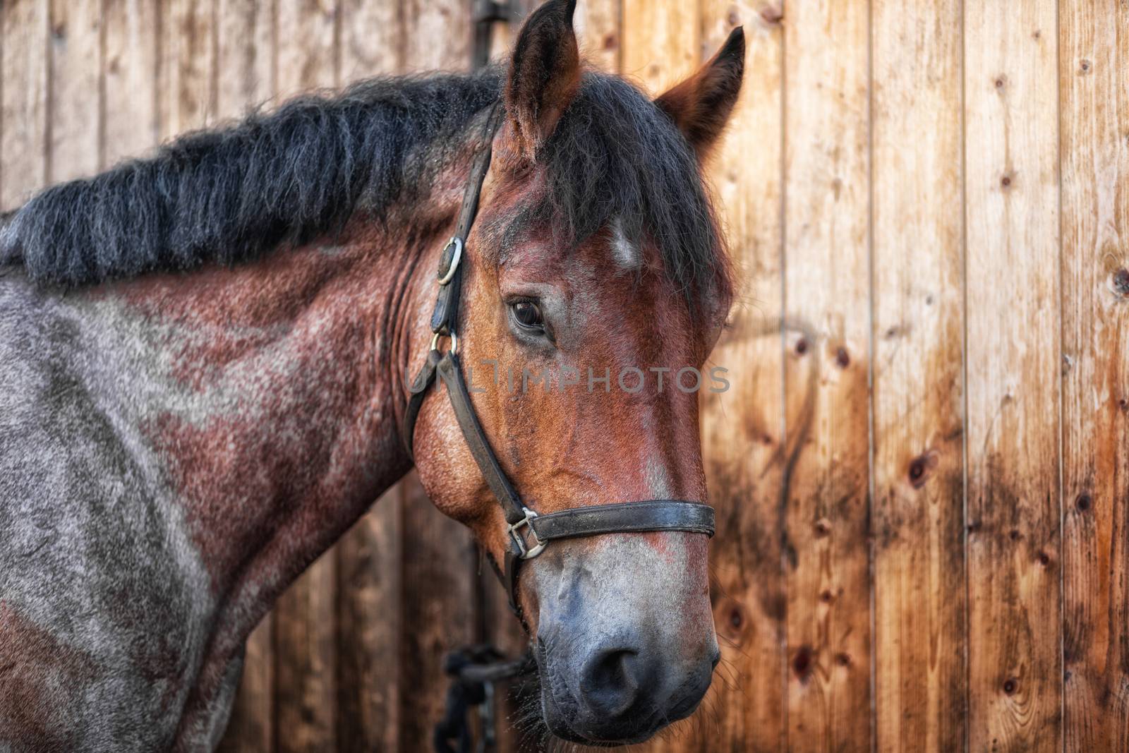 Head shot of a horse against a wooden background