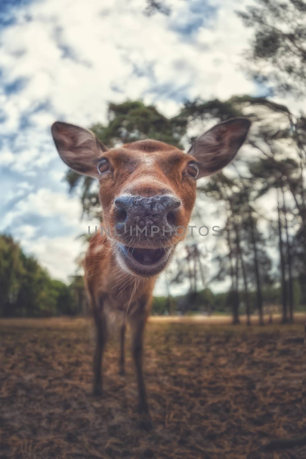 Deer looks curiously at the camera, fish-eye optic by sandra_fotodesign