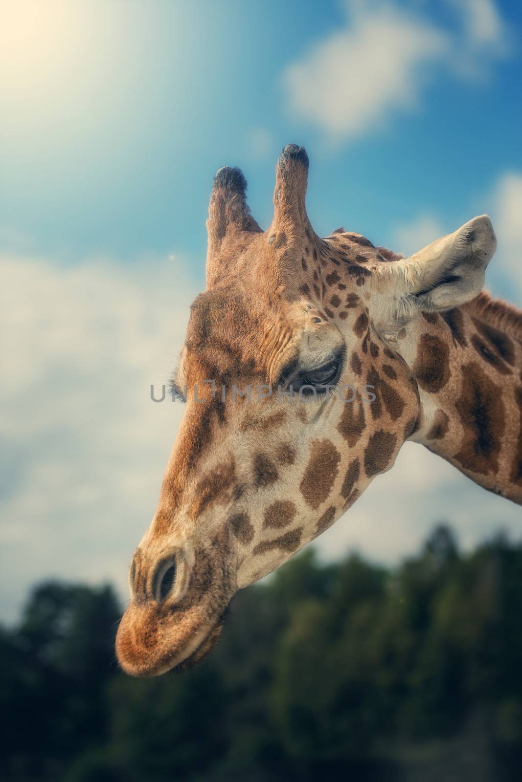 Head shot of a giraffe with sunlight