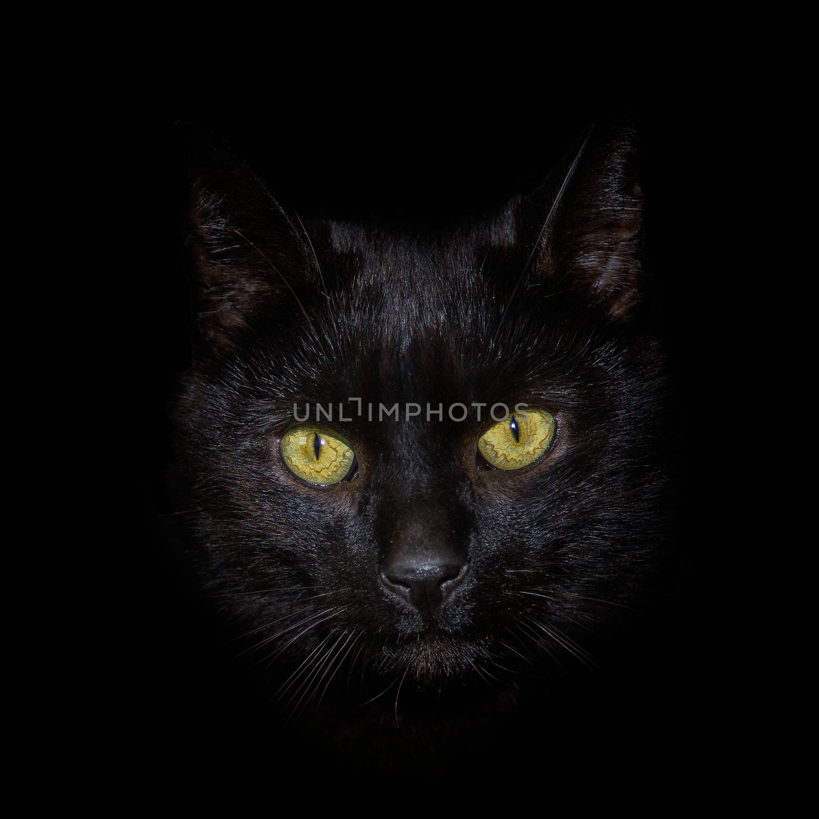 A head shot of a black cat against a black background by sandra_fotodesign