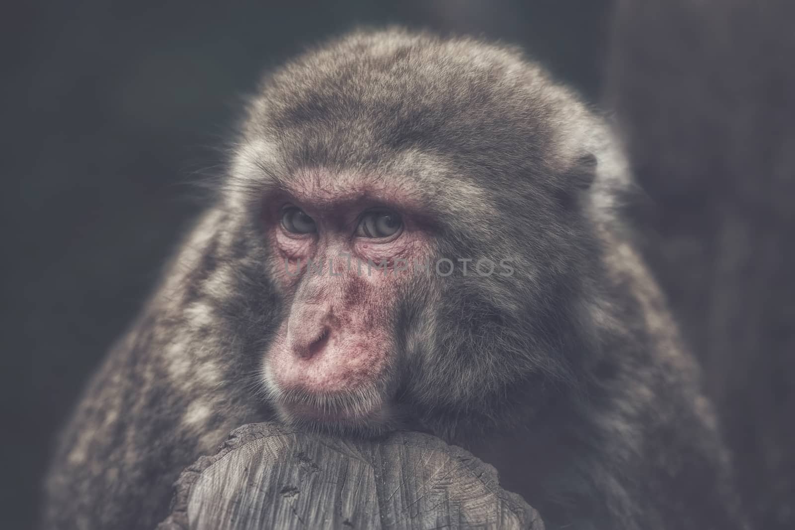 A monkey looking sad into the camera