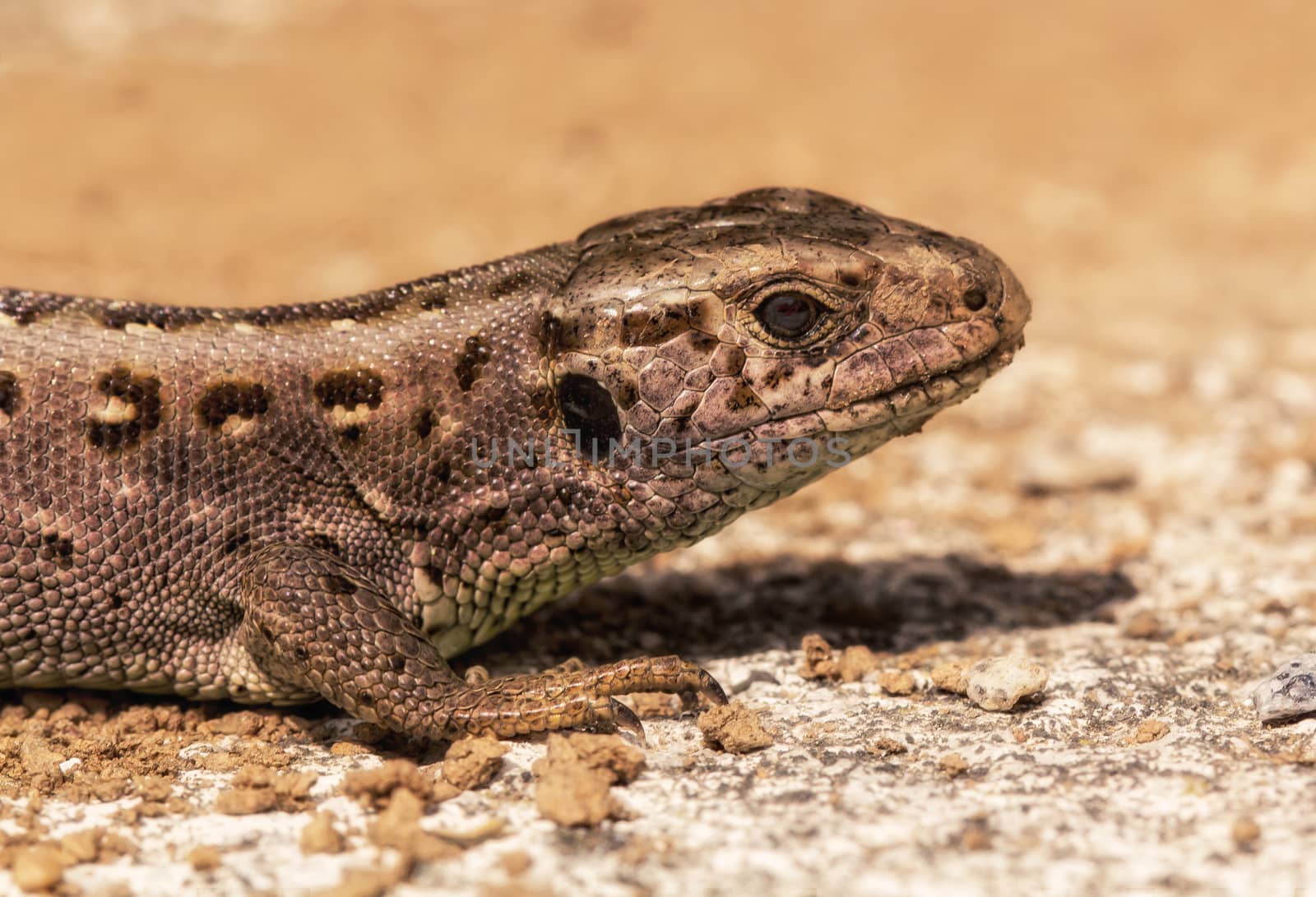 Closeup of a lizard in warm brown colors
