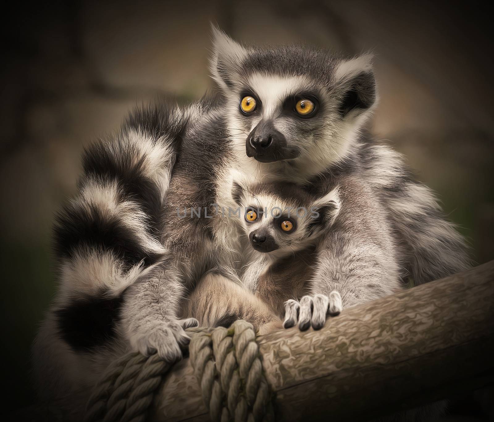 Two lemurs sit cuddling together