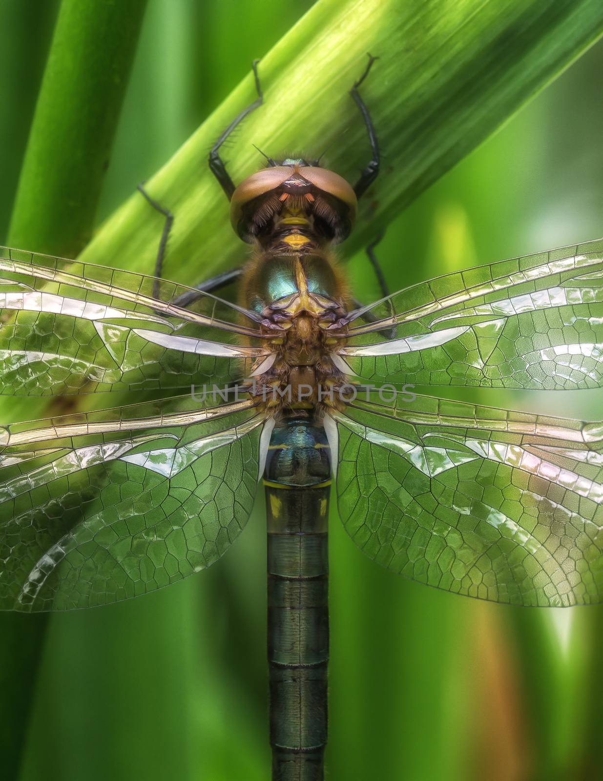 A close-up from a big dragon fly in the gras
