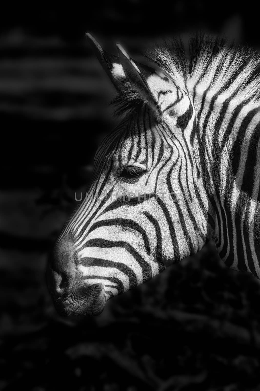 Photo of the head of a zebra in black and white