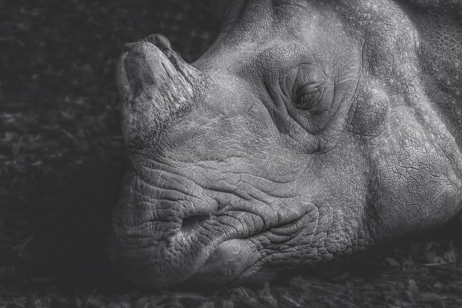 Head shot of a sleeping rhino, grey colored