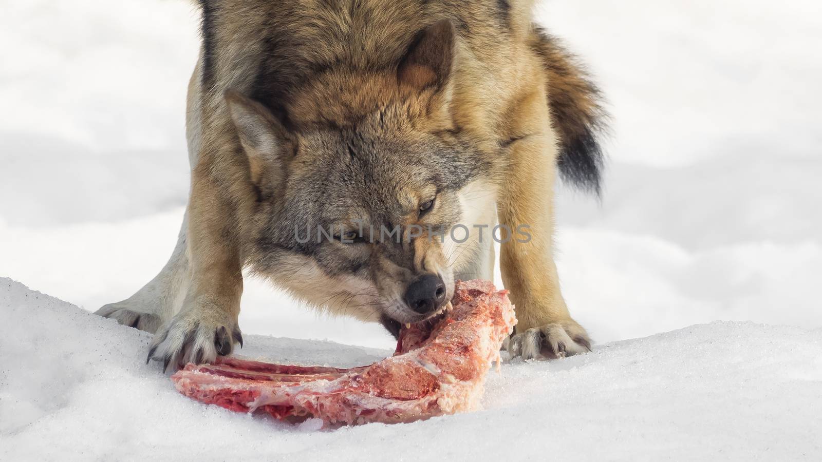 A wolf eats meat and looks directly into the camera