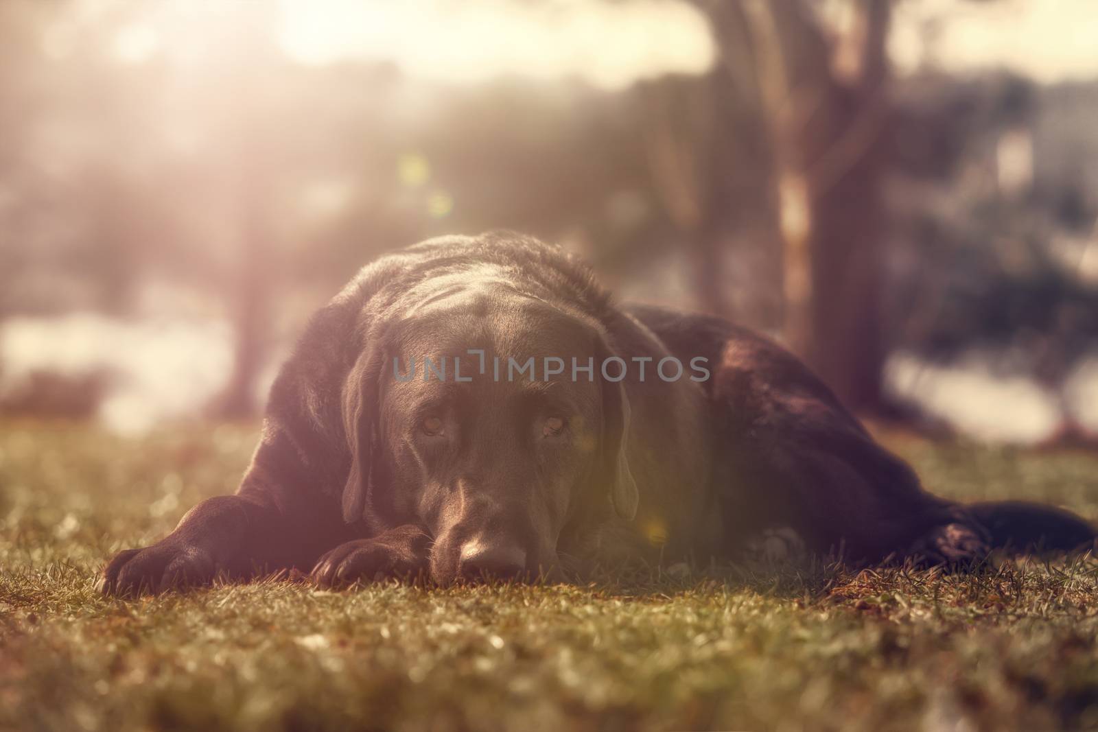 Black labrador retriever lying on the gras looking into the camera