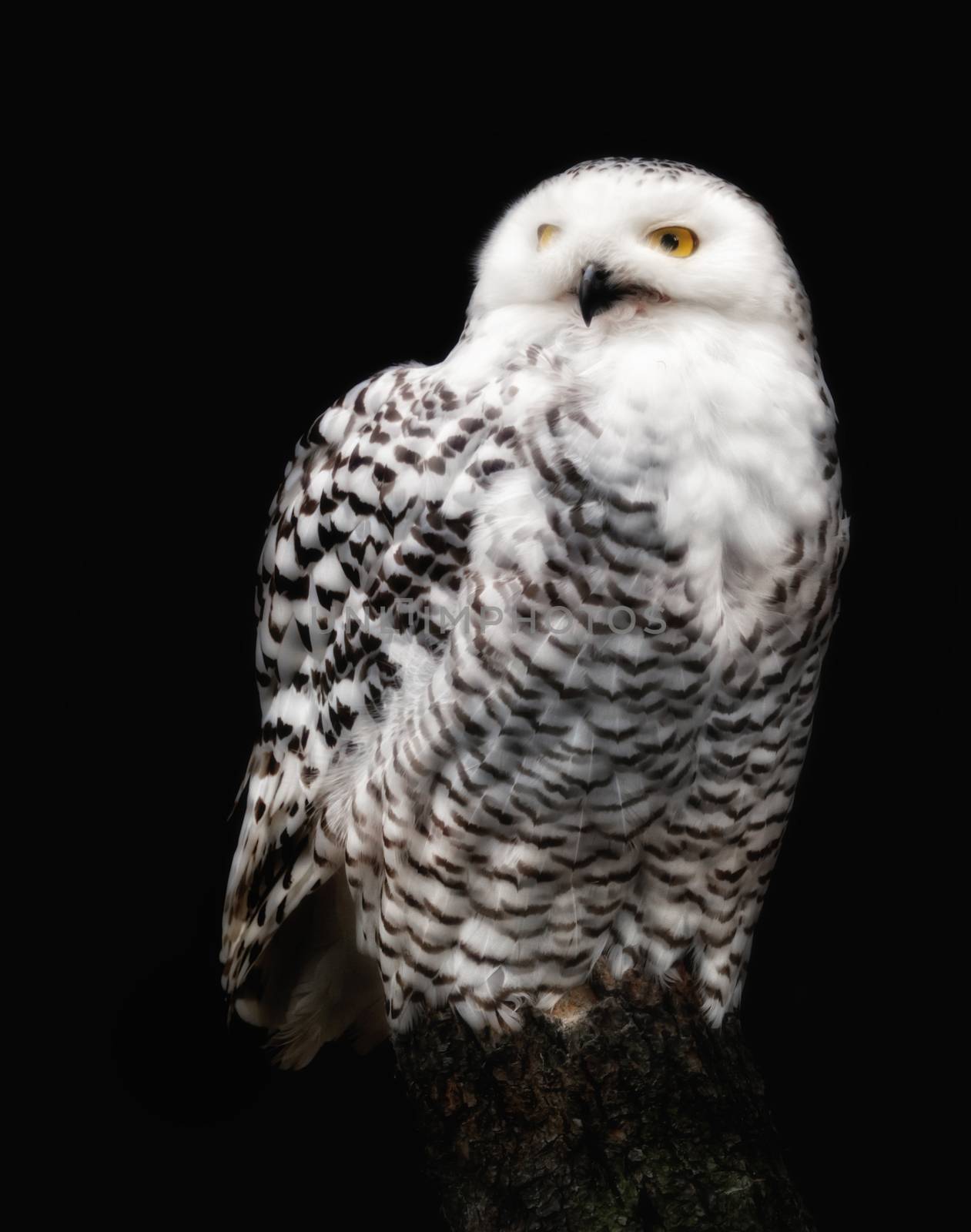 A snow owl against black background