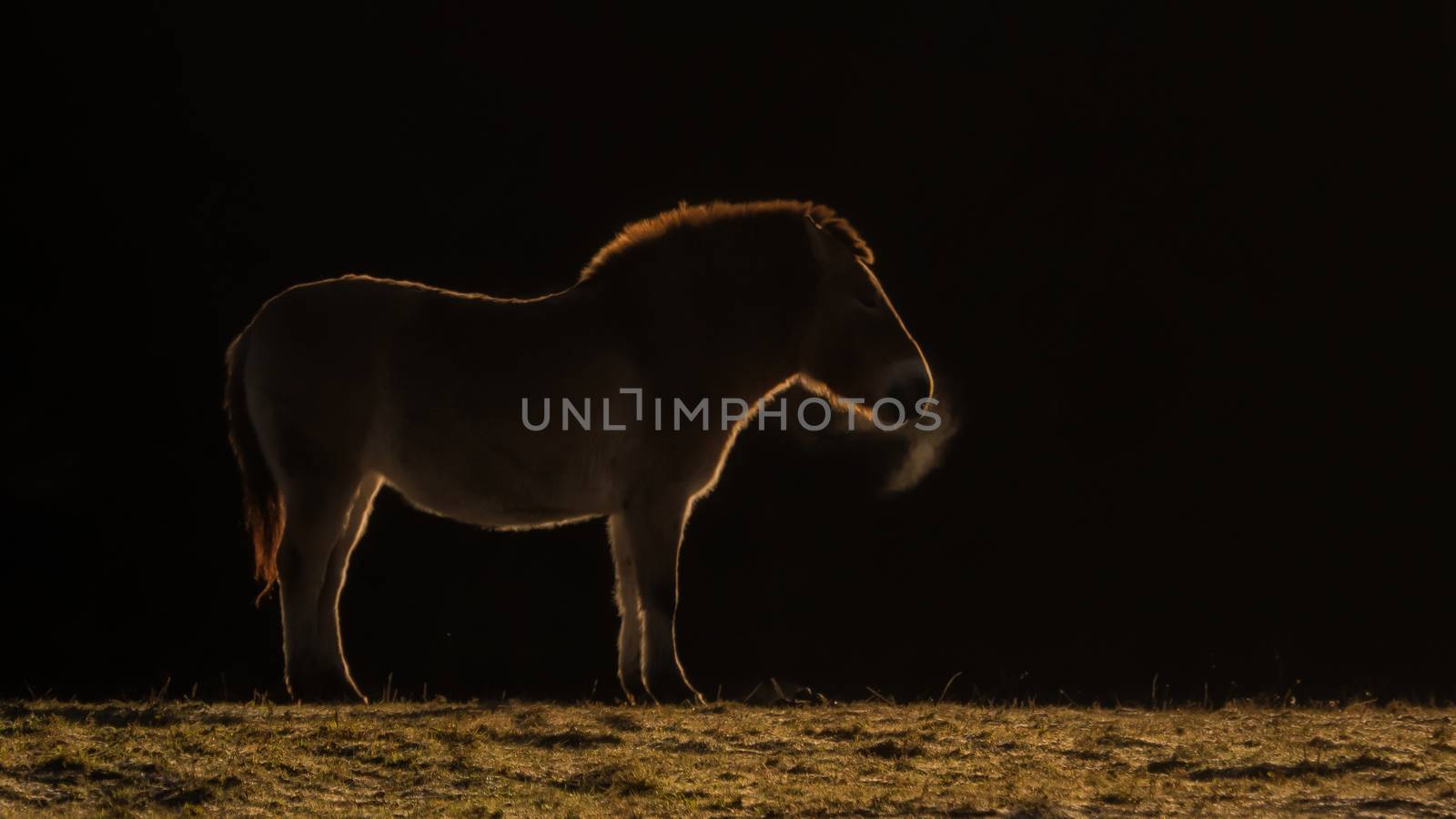 Horse standing on the meadow with black background
