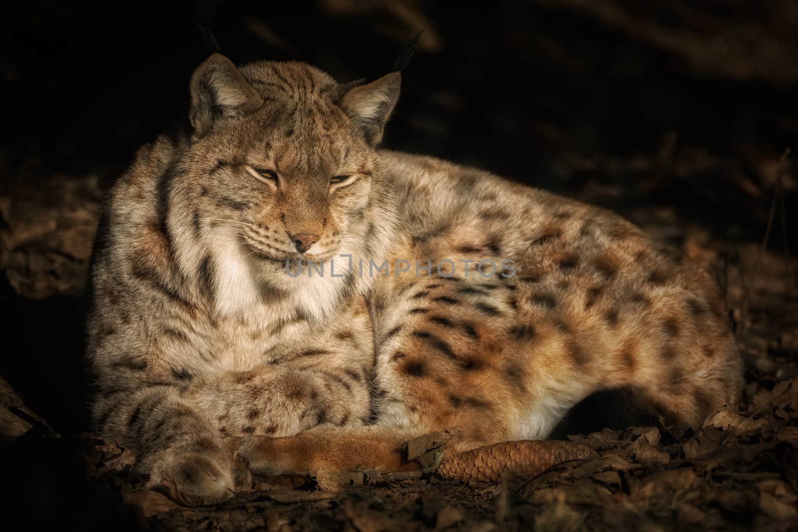 Lying lynx in the sun and relaxing