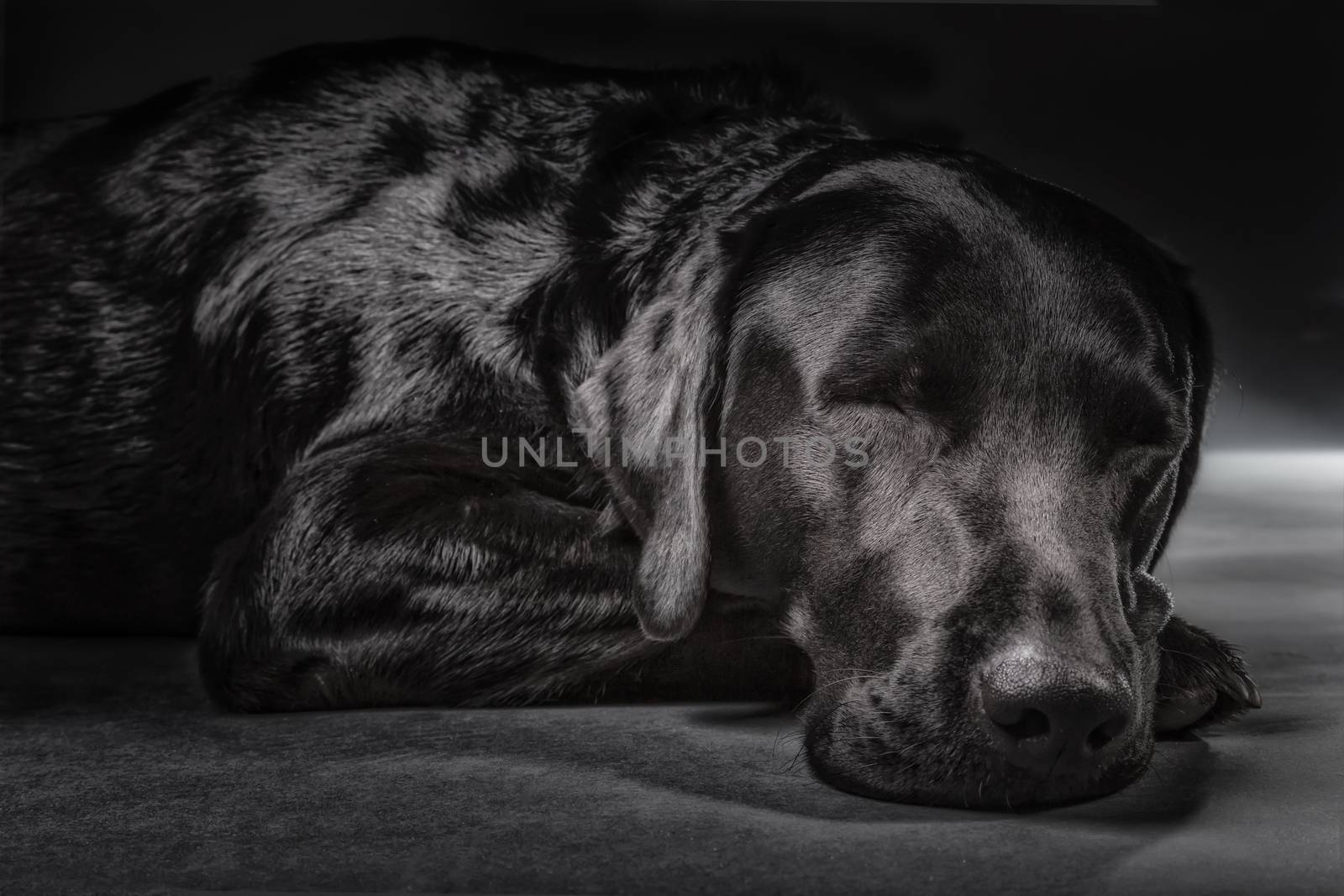 Sleeping black labrador in studio