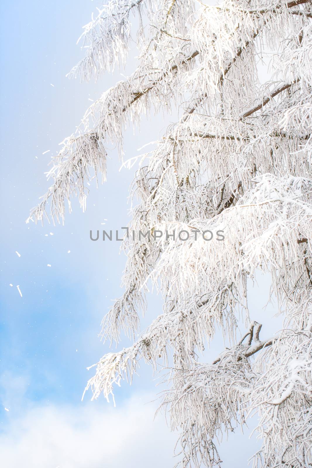 Branches covered with snow against a blue sky by sandra_fotodesign