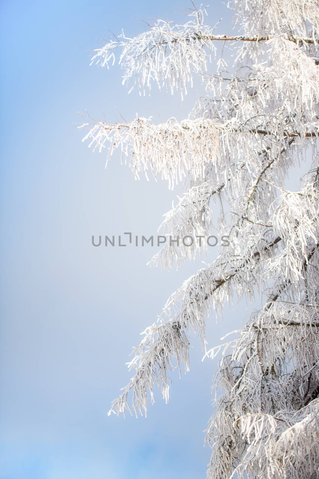 Branches covered with snow against a blue sky by sandra_fotodesign