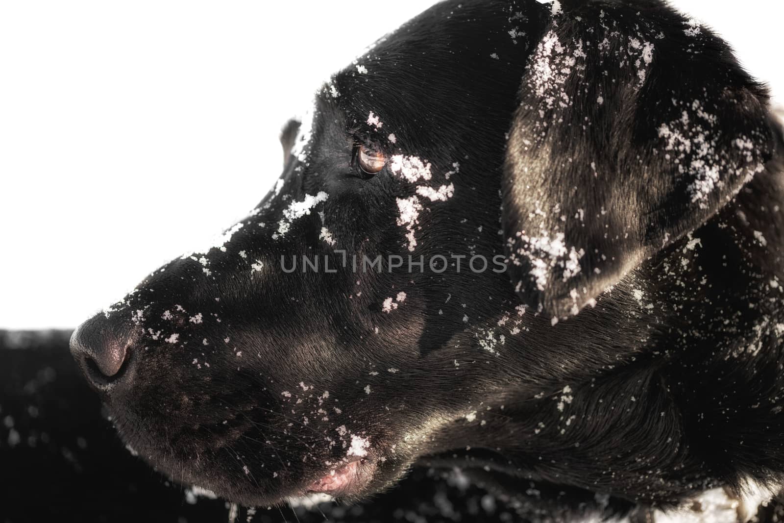 Head portrait of a black labrador retriever with snow by sandra_fotodesign
