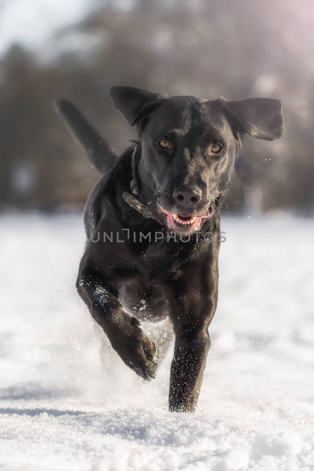 Running black labrador in the snow