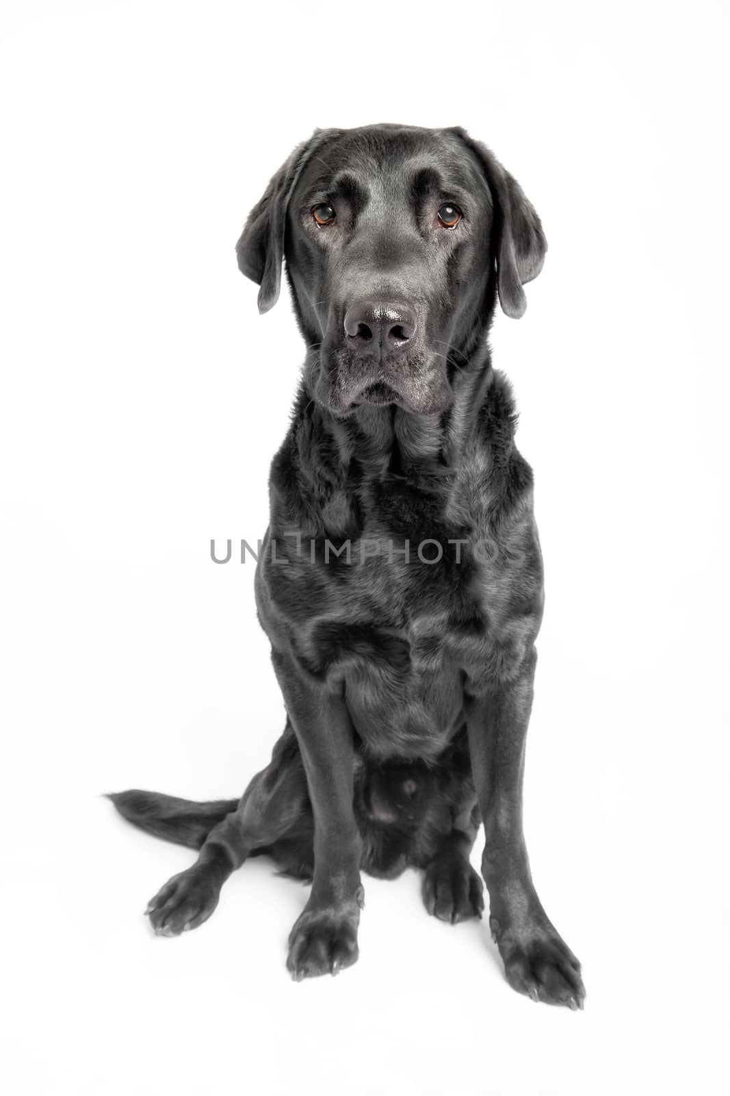 Sitting black labrador in studio with white background by sandra_fotodesign