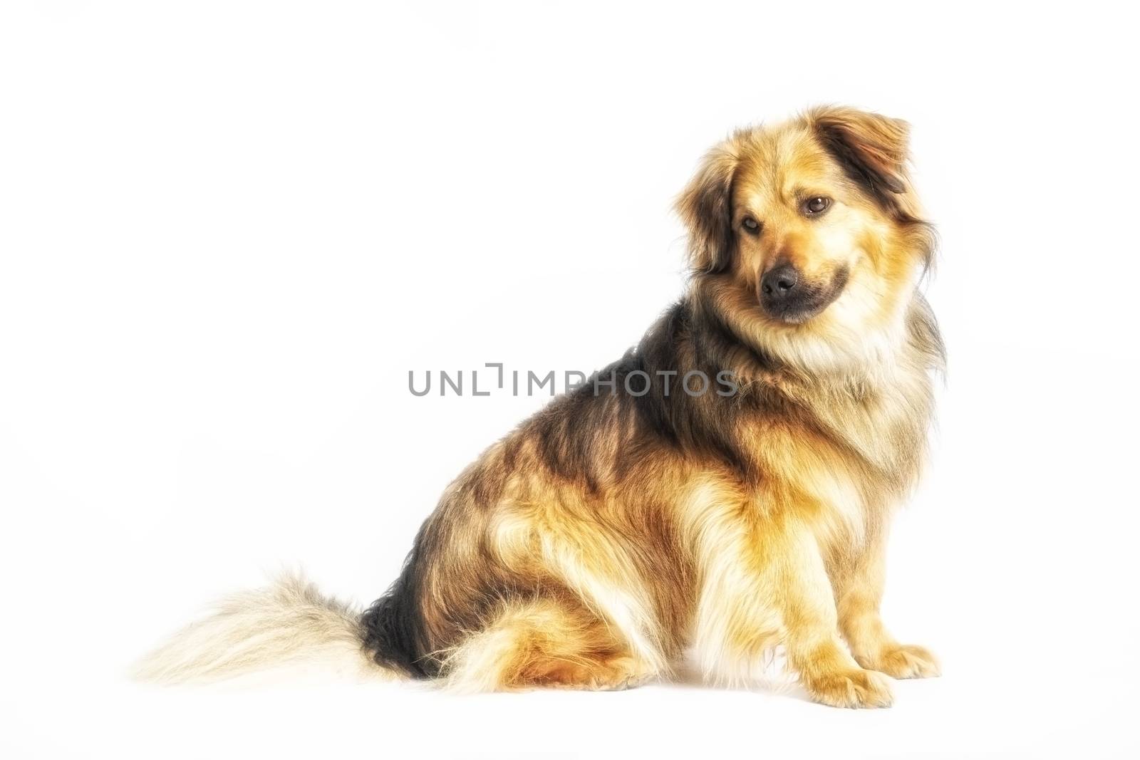 Sitting dog in studio with white background